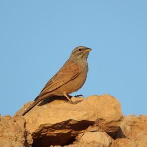 House Bunting