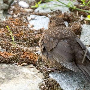 Eurasian Blackbird