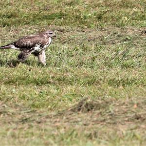 Common Buzzard