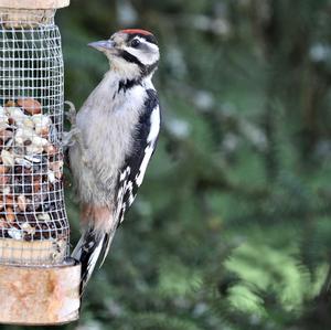 Great Spotted Woodpecker