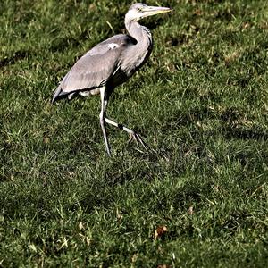 Grey Heron