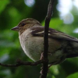 Eurasian Chaffinch