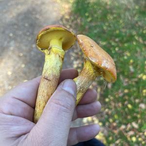 Larch Suillus