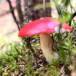 Fly Agaric