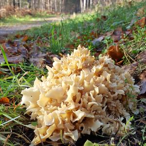 Eastern Cauliflower Mushroom