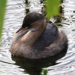 Little Grebe