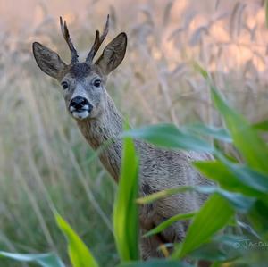 European Roe Deer