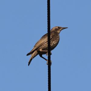 Common Starling