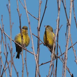 European Greenfinch