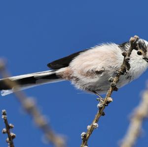 Long-tailed Tit