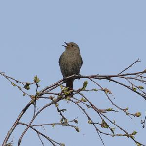 Black Redstart