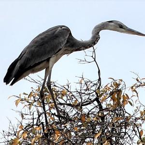 Grey Heron