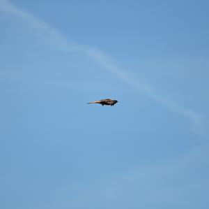 Red Kite