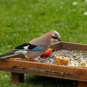 Eurasian Jay