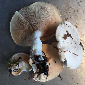 Sweetbread Mushroom