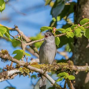 Blackcap