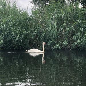 Mute Swan