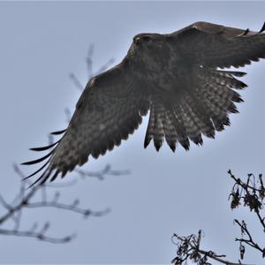 Mäusebussard