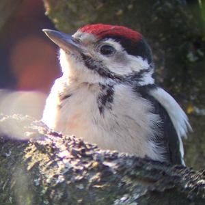 Great Spotted Woodpecker