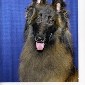 Belgian Tervuren