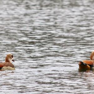 Egyptian Goose