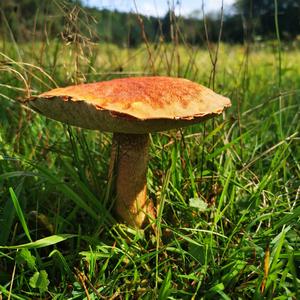 Orange Birch Bolete