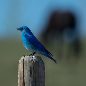 Indigo Bunting