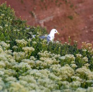 Mew Gull