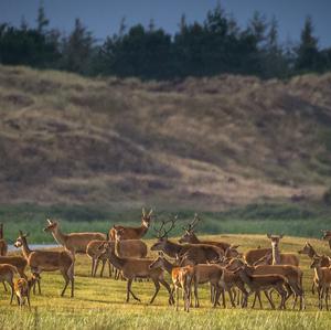 Red Deer