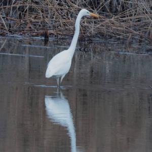 Great Egret