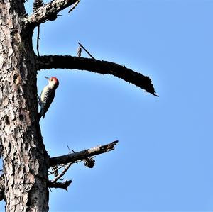 Red-bellied Woodpecker