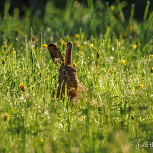 European Hare