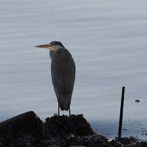 Grey Heron