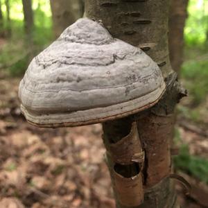 Tinder Polypore