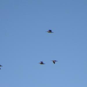 Whimbrel