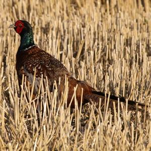 Common Pheasant