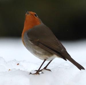 European Robin