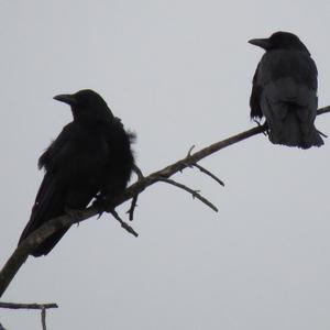 Carrion Crow