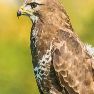 Common Buzzard