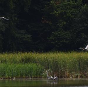 Grey Heron