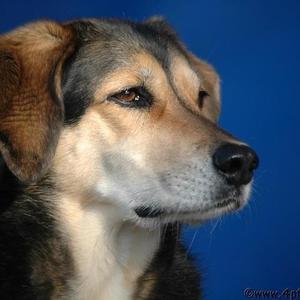 Unknown Breed