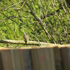 Eurasian Tree Sparrow