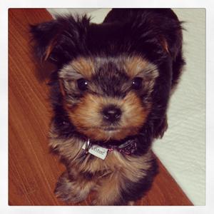 Yorkshire Terrier