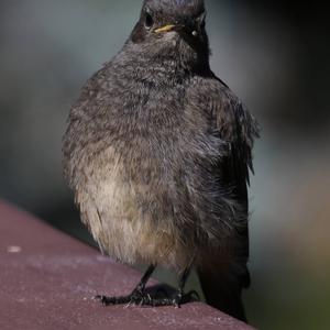 Black Redstart