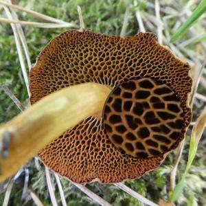 Peppery Bolete