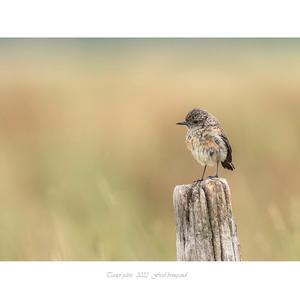 Whinchat