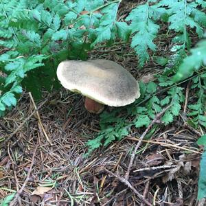 Red-cracked Bolete