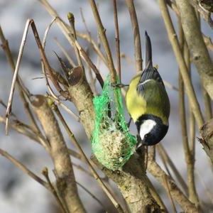 Great Tit