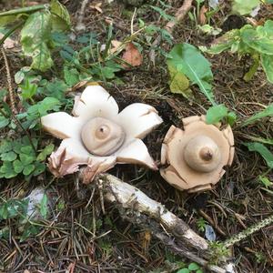 Collared Earthstar