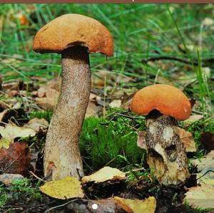 Orange Birch Bolete